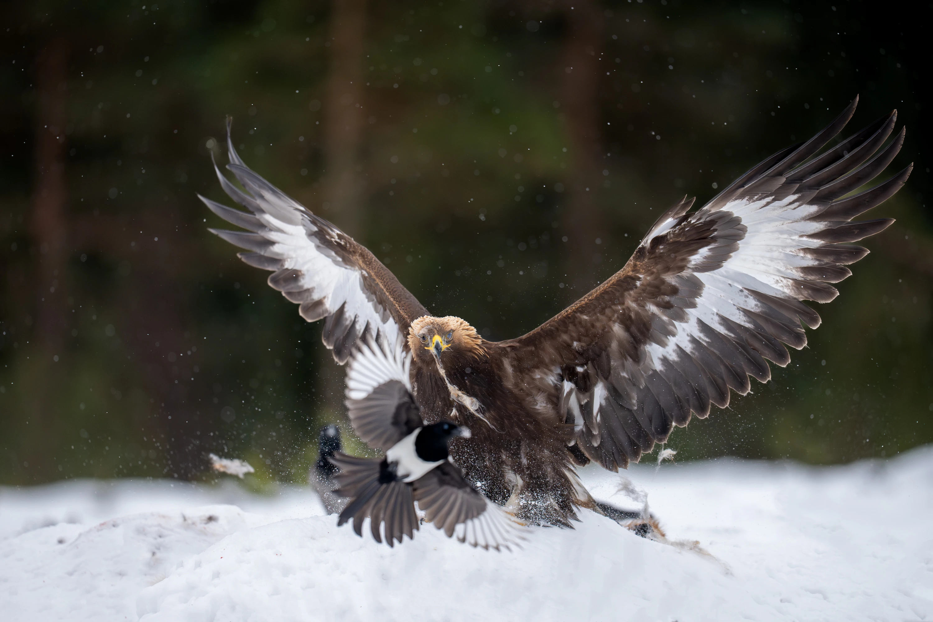 Wildlife Gallery gallery image 4